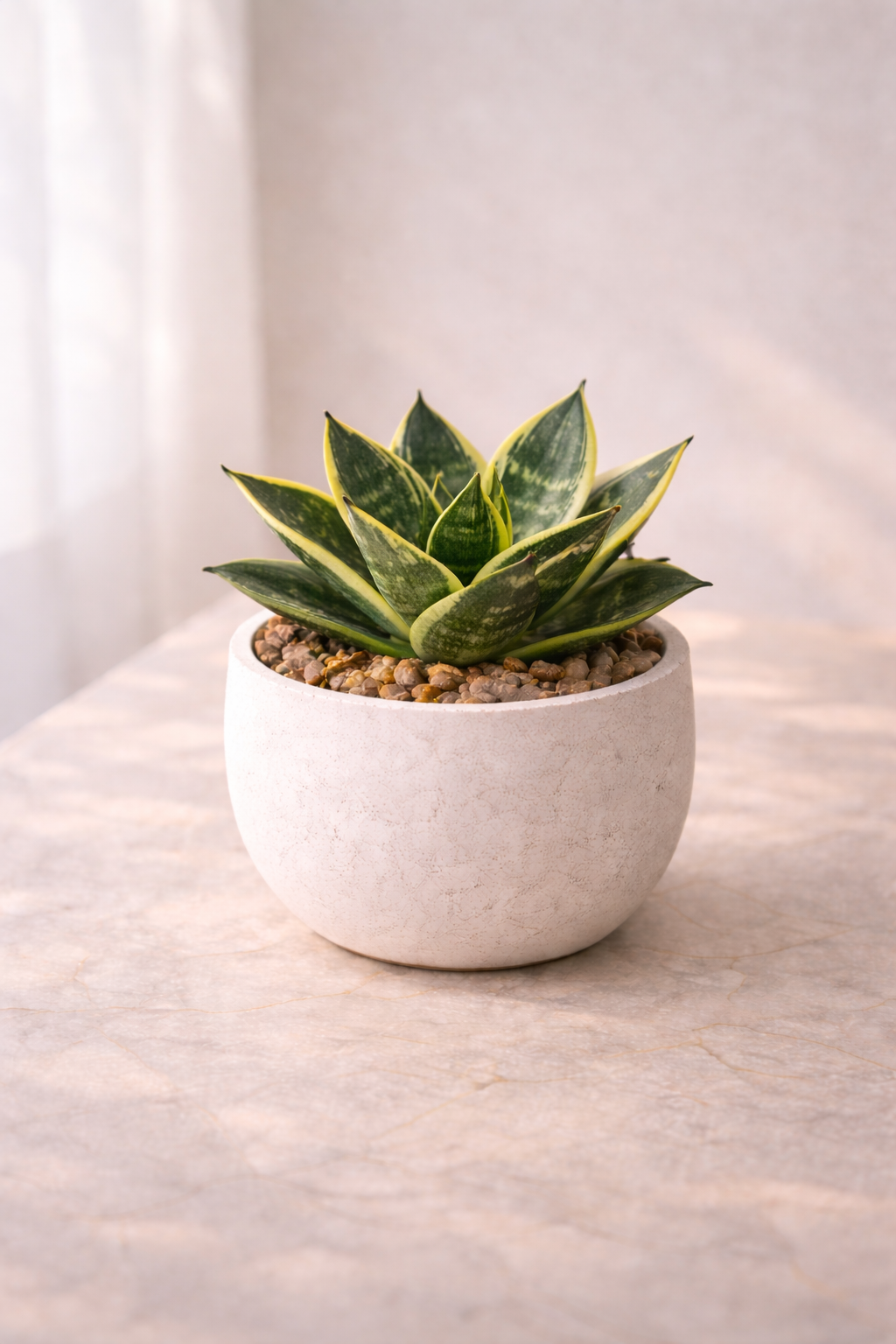 סנסווריה ננסית "קן הציפור" (האהני)