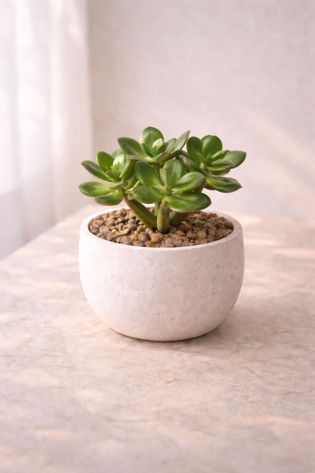 קרסולה (עץ הכסף)