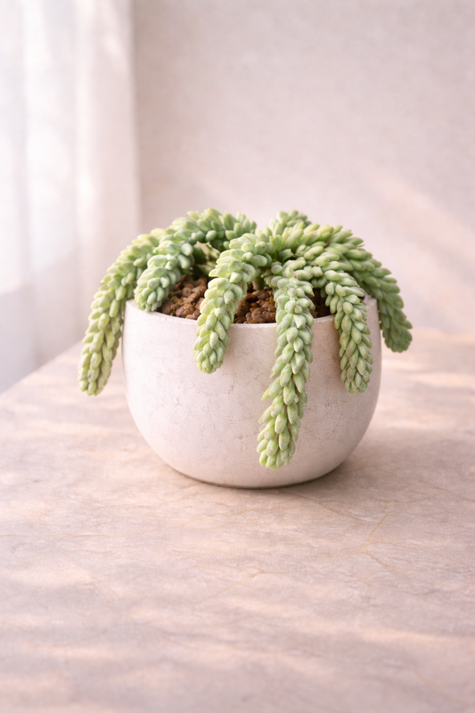 סדום מורגן (זנב חמור)