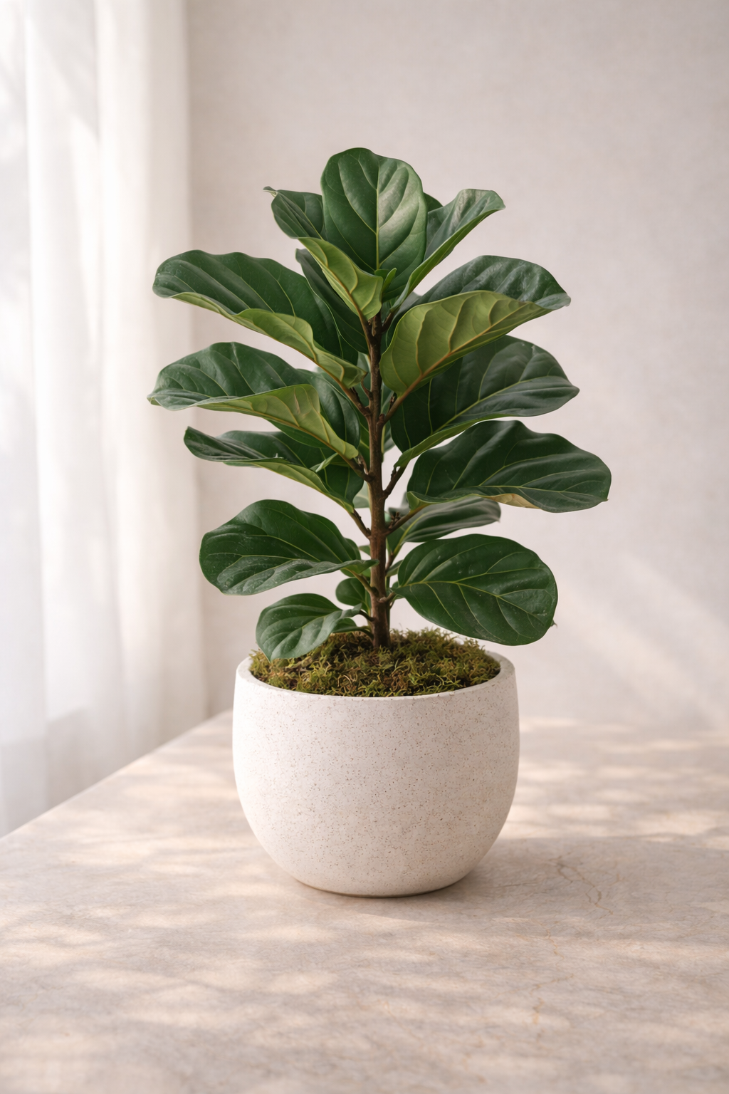 פיקוס כינורי